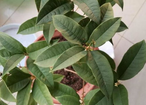 栽花容易養花難什么意思