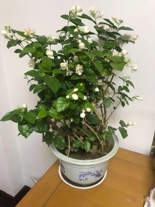 養花跟性格有關(guān)系么