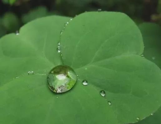 自來(lái)水可以直接養花嗎6