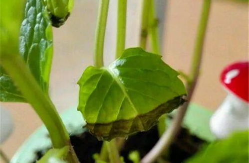 通過(guò)養花作者明白的道理是什么