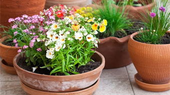 家里養花不好嗎