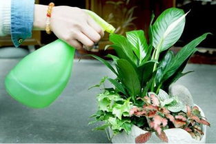 家中養花樹(shù)干空虛軟怎么回事