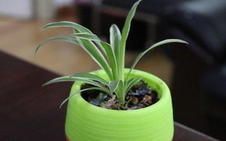 養花有小白蟲(chóng)怎么辦6