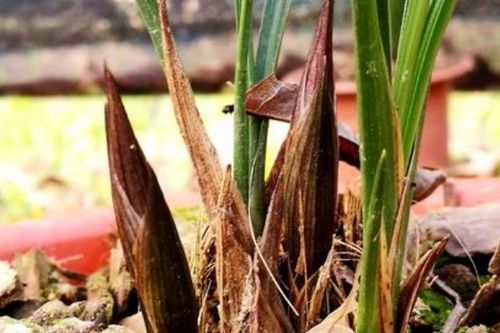 廢菌棒可以直接養花嗎