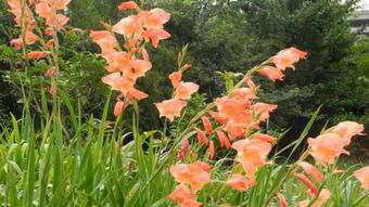 唐菖蒲養花心得