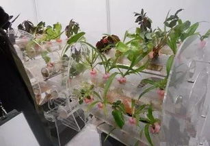 養花無(wú)土技巧與方法