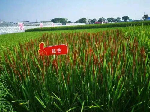 水稻,浙大,創(chuàng  )業(yè)項目,彩色
