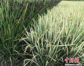 水稻渠成彩色水稻浙大創(chuàng  )新創(chuàng  )業(yè)項目