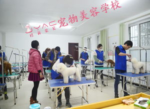 創(chuàng  )新創(chuàng  )業(yè)開(kāi)寵物店的作業(yè)