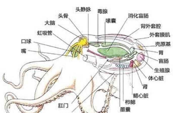 八爪魚(yú)怎么吃好吃哪里不能吃