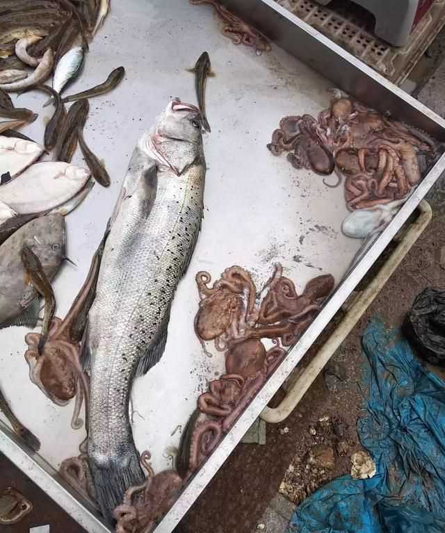 八爪魚(yú)的哪些部位不能吃，八爪魚(yú)怎么吃好吃？哪里不能吃？圖2