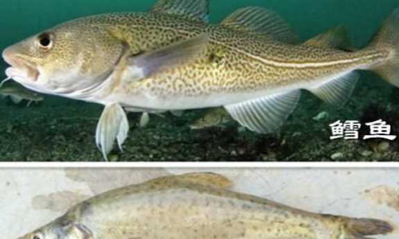 油魚(yú)和鱈魚(yú)的區別,油魚(yú)和鱈魚(yú)的區別圖片圖5