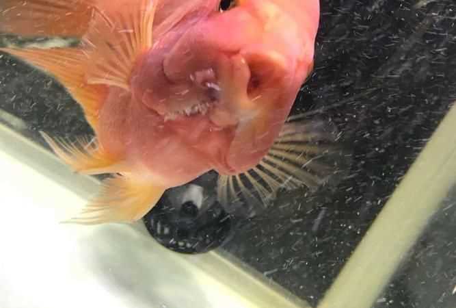 魚(yú)鰓里面白色像彈簧是什么