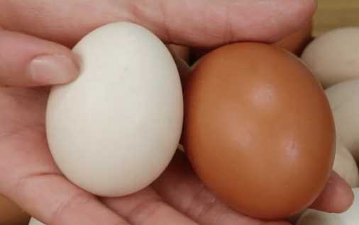 為什么美國的雞蛋是白色的,飼料的顏色有所不同嗎圖8