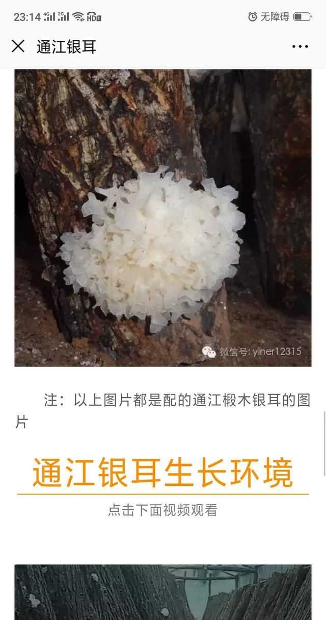 隔夜的白木耳能吃嗎，煮好的白木耳和蓮子放冰箱過夜能吃嗎？圖8