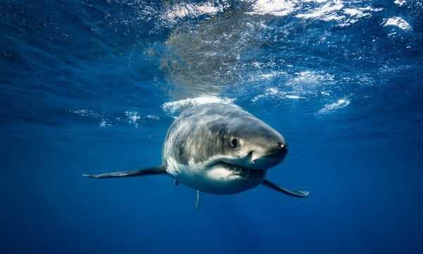 海洋中的海中霸王是什么,海中霸王是什么動(dòng)物圖3