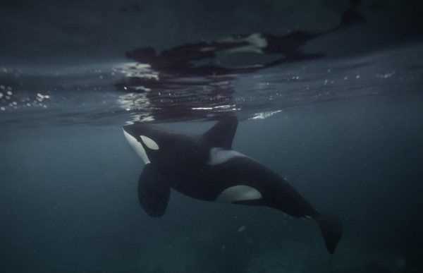海洋中的海中霸王是什么,海中霸王是什么動(dòng)物圖4