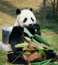 大熊貓愛(ài)吃的竹子是什么品種