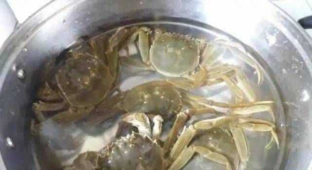 螃蟹寵物放水里養還是干放