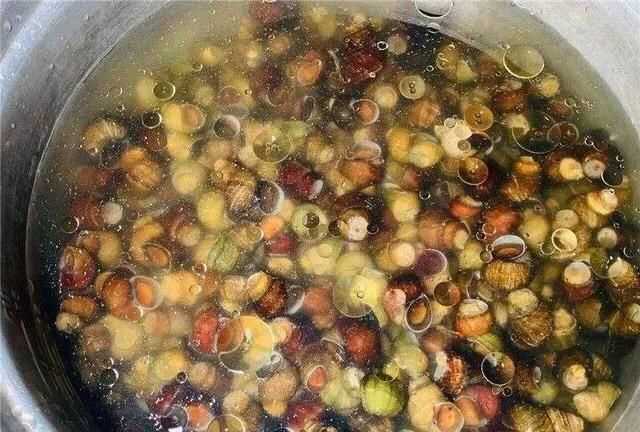 螺絲肉的功效與作用，螺絲肉怎么炒好吃？圖5