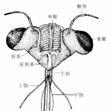 你仔細觀(guān)察昆蟲(chóng),它哪有那些特點(diǎn)