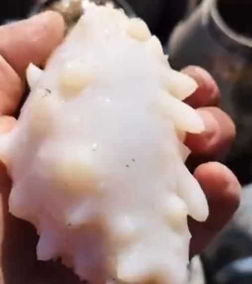 白海參和黑海參有什么區別,有白色的海參嗎?白色海參和黑色海參有什么區別?圖4