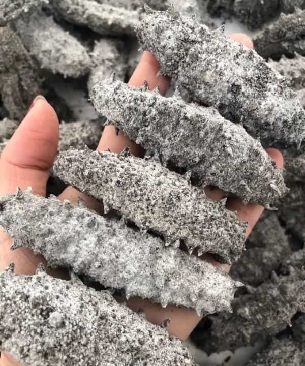 白海參和黑海參有什么區別,有白色的海參嗎?白色海參和黑色海參有什么區別?圖5