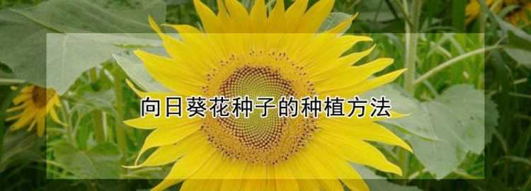 什么樹(shù)是靠風(fēng)傳播種子