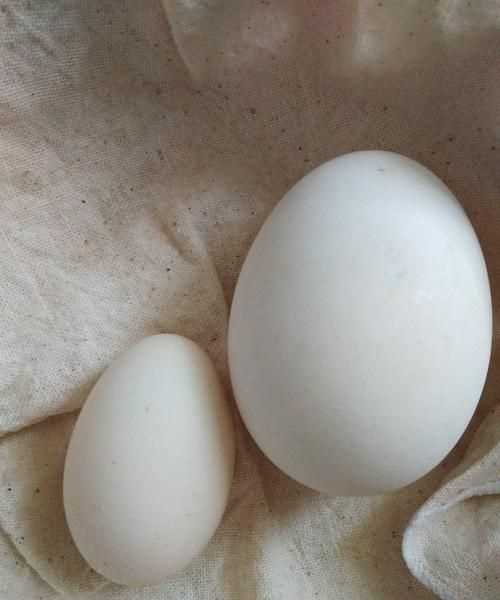 鵝蛋放冰箱4個(gè)月能吃嗎