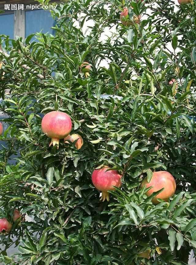 石榴籽有黑點(diǎn)能吃嗎，紅籽石榴怎么判斷好壞？圖2