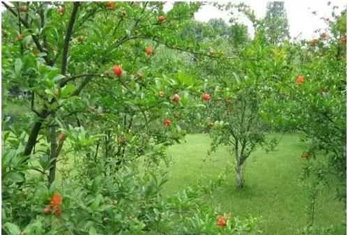 石榴籽有黑點(diǎn)能吃嗎，紅籽石榴怎么判斷好壞？圖4