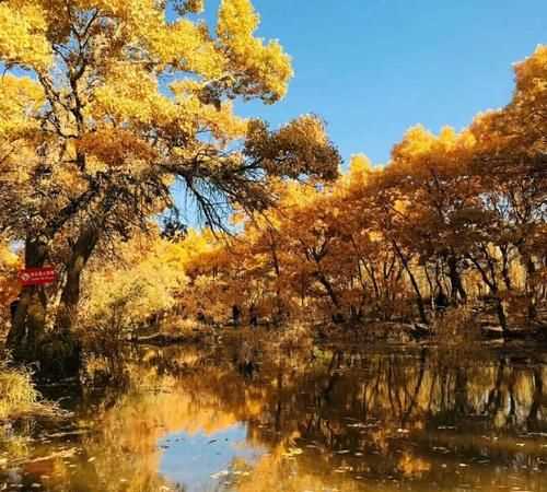 額濟(jì)納胡楊林在哪個(gè)地方