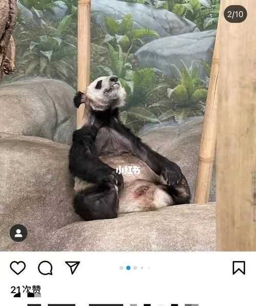 為什么熊的毛是黑白相間的