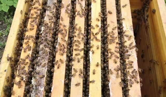 怎樣分蜂最方便最好