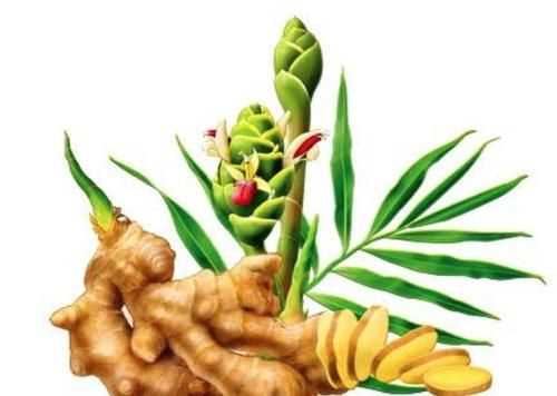 生姜含姜黃素嗎