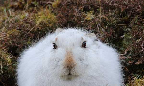 加厚皮毛過冬的動物有哪些,大自然中哪些動物過冬的方式介紹一種圖2