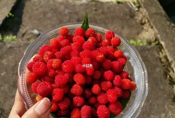 凡使用覆盆子用酒蒸一宿以水淘兩遍