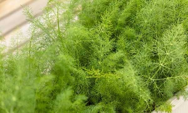 茴香吃葉子還是莖,球莖茴香和割茬茴香有什么區(qū)別呢圖3