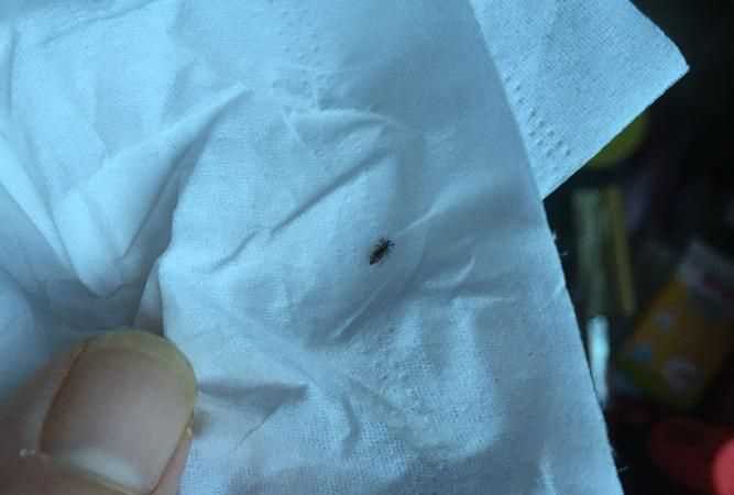 陰虱會爬到被子或者床單里么