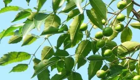 夏季豬圈驅(qū)蚊最佳方法，夏季豬舍驅(qū)蠅方法？圖3