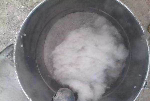 楊絮怎么處理,楊樹上飛舞的楊絮是什么圖6
