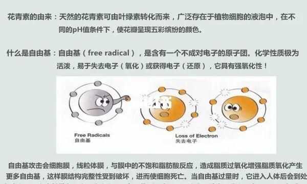 紅心火龍果的花青素在細胞的哪里