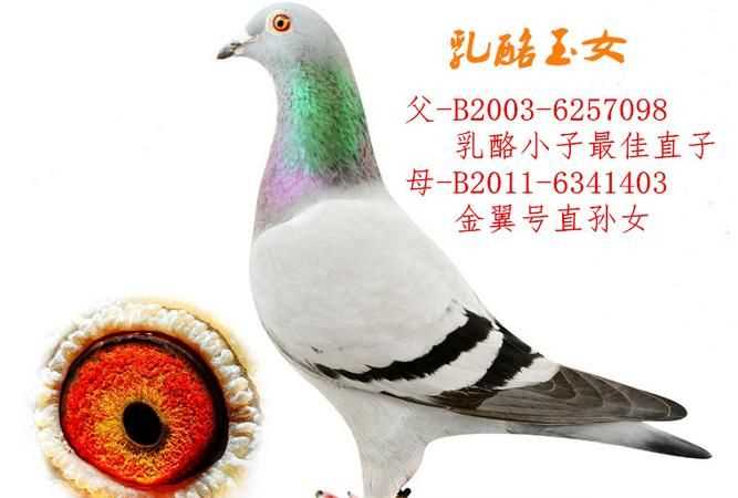 奶酪信鴿的最大特點