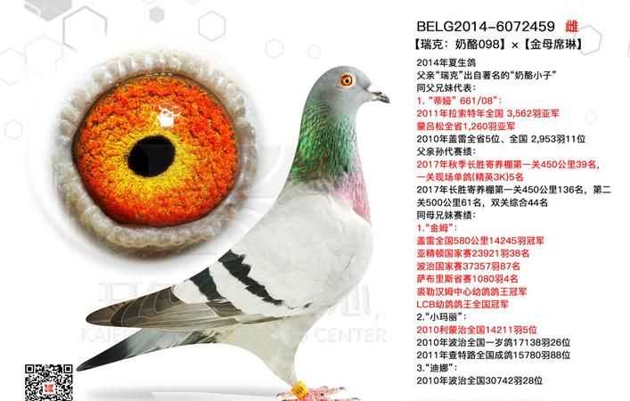 奶酪信鴿特點