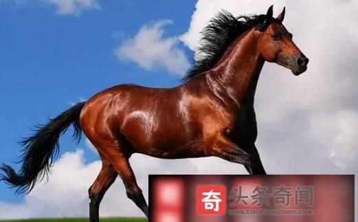 馬最快能跑時速幾公里啊