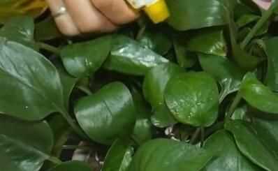 蒜頭發(fā)芽了還能吃嗎，蒜米生芽了還能吃嗎？圖4