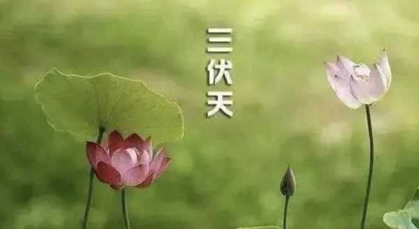 三伏天是幾號(hào)開始幾號(hào)結(jié)束,三伏天是從哪一天開始到哪一天結(jié)束圖2