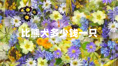 比熊犬多少錢(qián)一只