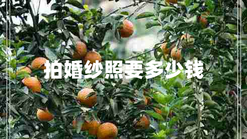 拍婚紗照要多少錢(qián)