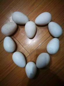 鵝蛋典故